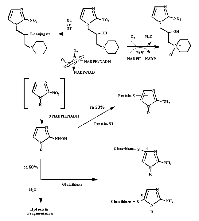 Metabolism of Hypoxyprobe
